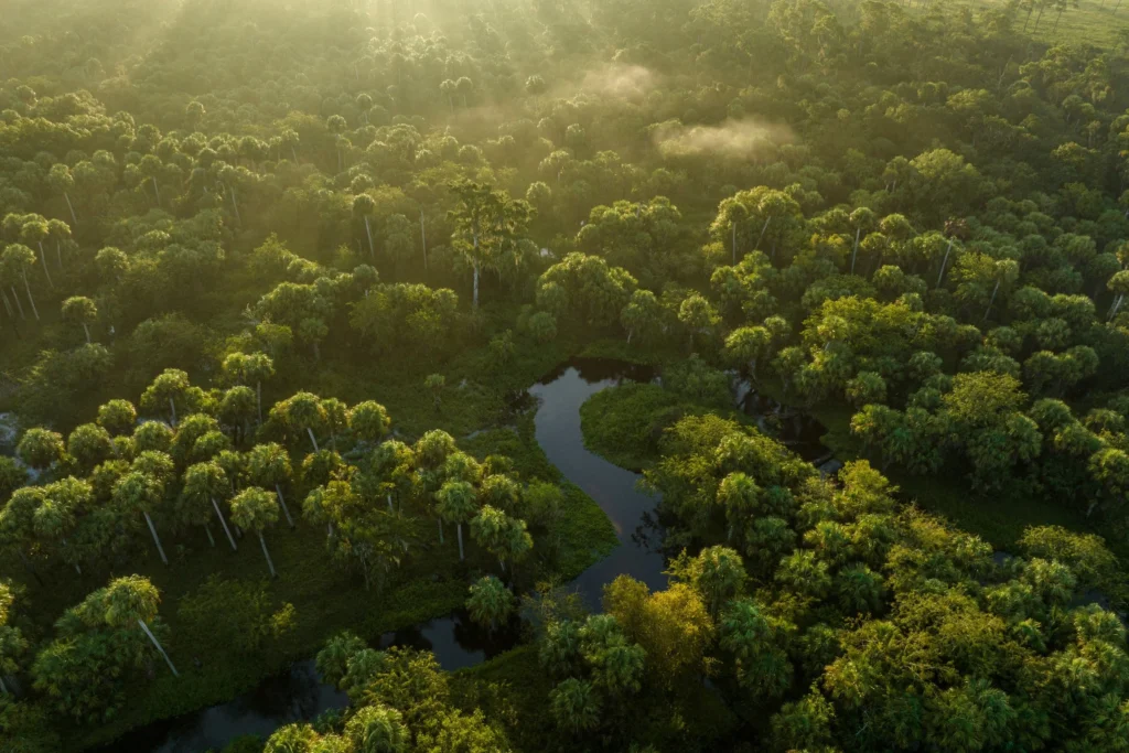 Aerial view of the mangroves and river winding through the ChoZen property