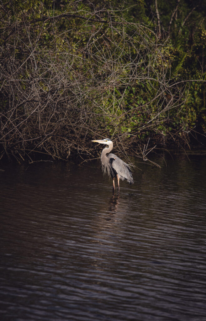 A great blue heron standing in the shallows of the St. Sebastian River